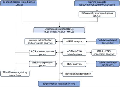Identification and verification of disulfidptosis-related genes in sepsis-induced acute lung injury